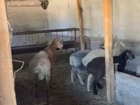 母羊, Rhon sheep — 照片 3