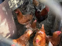Chickens — foto 1