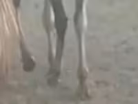 Horse (M), Horses — photo 2