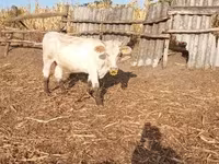Үнээ, Charolais cattle — 4 зураг