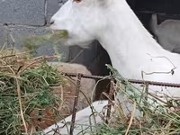 Capra, Saanen goat — foto 2