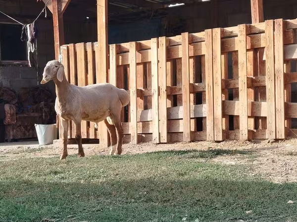 แกะตัวผู้, Rhon sheep