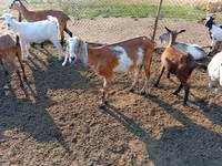 عنزة, Nubian Goat — الصورة 2