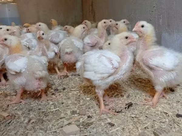 Chickens