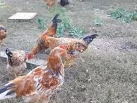Chickens — รูปภาพ 5