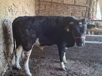 Bou, Bovine — foto 2