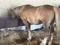 Cavallo, Cavalli — foto 2