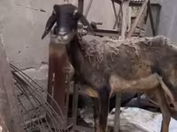 بز ماده, Nubian Goat — عکس 3