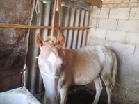 Cavalo, French Trotter — foto 1