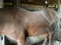 Hoppe, Heste — foto 1