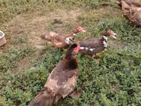 Ducks — 사진 7