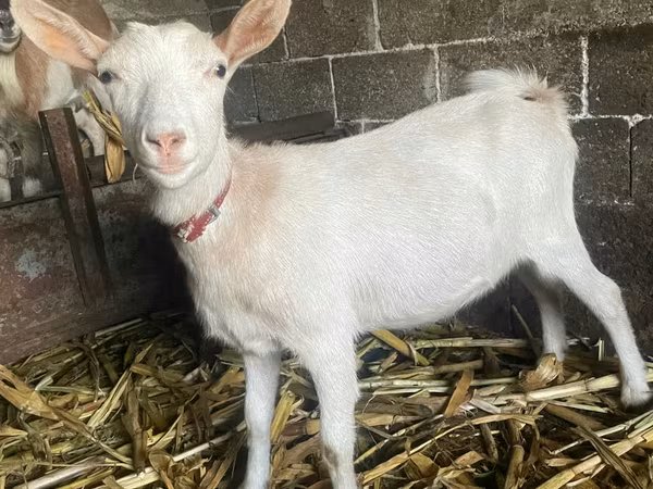 பெண் வெள்ளாடு, Nubian Goat