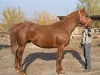 اسب نر, Thoroughbred horse — عکس 4