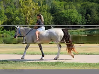 مادیان, Skyros Pony — عکس 6