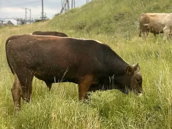 Bull, Cattle — Armenia