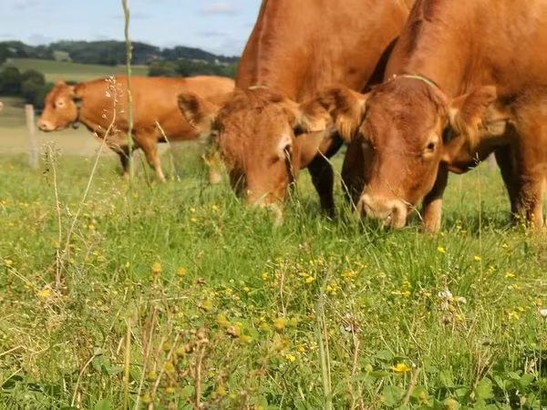 Limousin cow