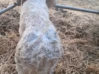 ወንድ በሬ, Charolais cattle — ፎቶ 8