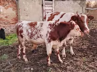 황소, Simmental cattle — 사진 3