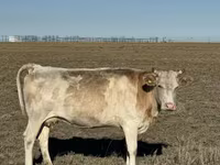 암소, Simmental cattle — 사진 3