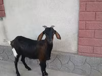 Capra, Nubian Goat — foto 1
