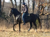Horse (M), Rocky Mountain Horse — photo 4
