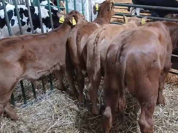 황소, Simmental cattle
