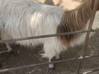 بز ماده, بز — عکس 1