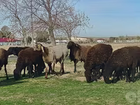 मेढ़ा, Hissar sheep — फ़ोटो 6