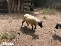 แกะตัวผู้, White Suffolk sheep — รูปภาพ 6