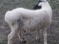 كبش, الأغنام — الصورة 3