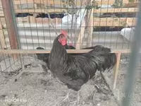 Cừu đực, Cừu — ảnh 6