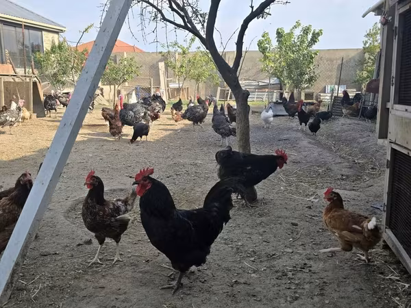 Chickens