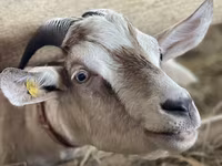 عنزة, Nubian Goat — الصورة 4