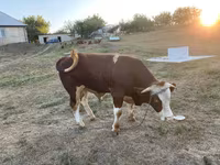 گاو نر, Simmental cattle — عکس 4