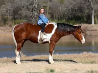 اسب نر, National Show Horse — عکس 1