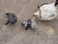 Chickens — foto 2