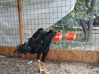 Shamo Hühner — Foto 4