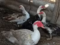 Ducks — foto 2