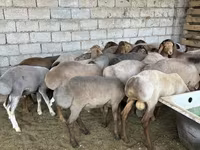 كبش, الأغنام — الصورة 4