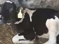 Lembu jantan, Holstein breed — foto 2