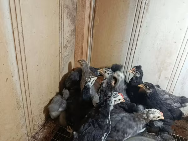 Chickens