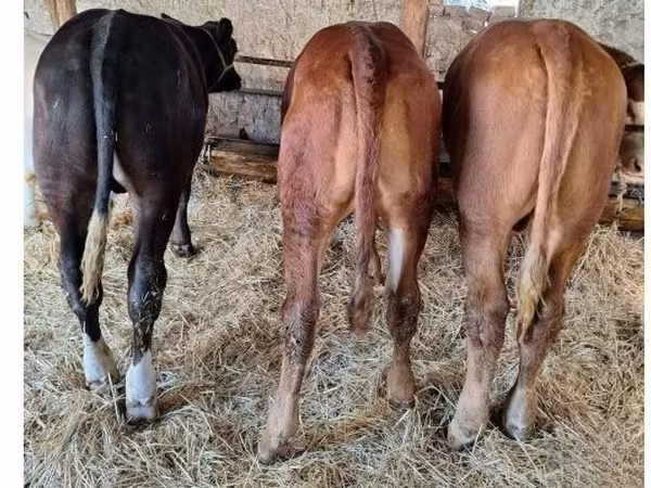ወንድ በሬ, Cattle