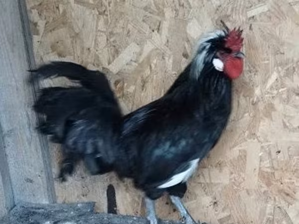 Chickens