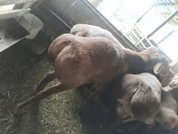 Хонь, Arashan sheep — 5 зураг