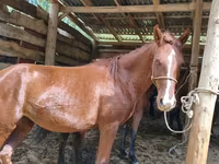 Égua, Arabian horse — foto 3