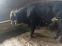 Kuh, Swiss cattle — Foto 4