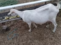 母山羊, Goats — 照片 3