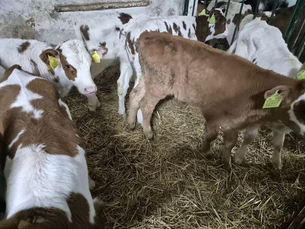 گاو نر, Simmental cattle
