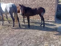 اسب نر, Horse breed — عکس 2