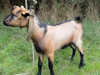 Buk, Nubian Goat — foto 3